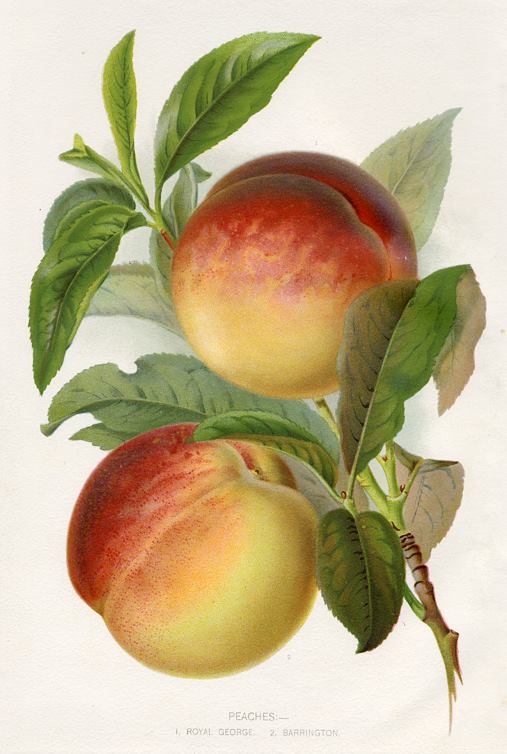 Peaches, 1895