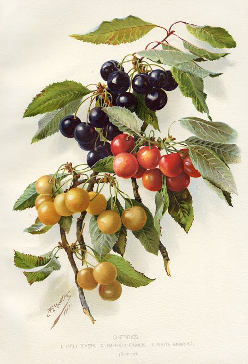 Cherries, 1895