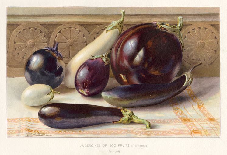 Aubergines or Egg Fruits, 1895