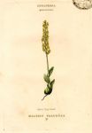 Marsh Tway-blade, hand coloured botanical, 1800
