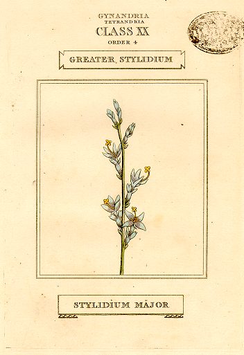 Greater Stylidium, hand coloured botanical, 1800