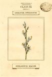 Greater Stylidium, hand coloured botanical, 1800
