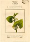 Common Birthwort, hand coloured botanical, 1800