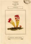 Cytinus, hand coloured botanical, 1800