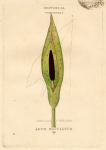 Cuckow-pint or Wake Robin, hand coloured botanical, 1800