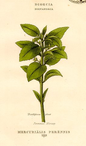 Perennial Mercury, hand coloured botanical, 1800
