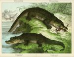 Crocodile & Alligator, 1889