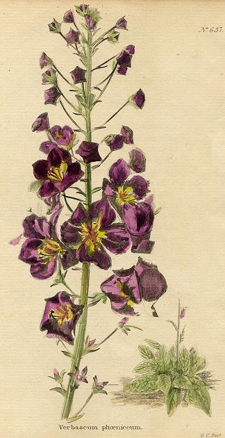 Verbascum phoeniceum, 1822