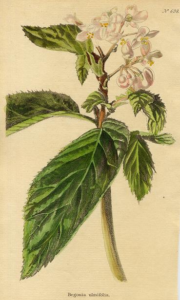 Begonia ulmifolia, 1822