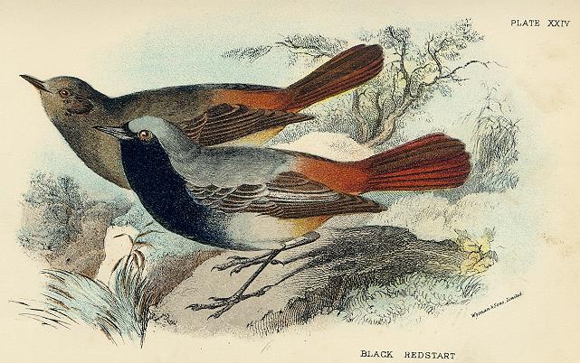 Black Redstart print, 1896