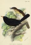 Song  thrush & Blackbird print, 1896