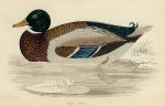 Wild Duck print, 1867