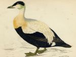 Unidentified duck print, 1867