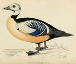 Steller's Western Duck, 1867