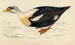 King Duck, 1867