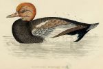 Red-Crested Whistling Duck, 1867