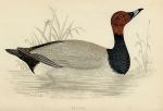 Pochard duck, 1867