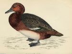 Ferruginous Duck, 1867