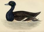 Tufted Duck print, 1867