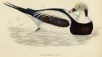 Long-Tailed Duck print, 1867