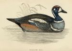 Harlequin Duck print, 1867