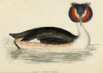 Great Crested Grebe print, 1867