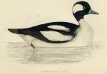 Buffel-Headed Duck print, 1867