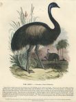 The Emu, 1850