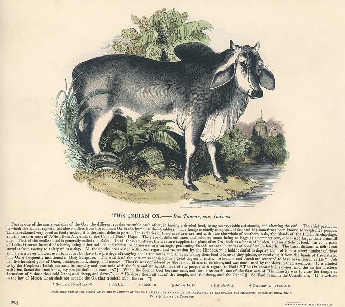 Indian Ox, 1850