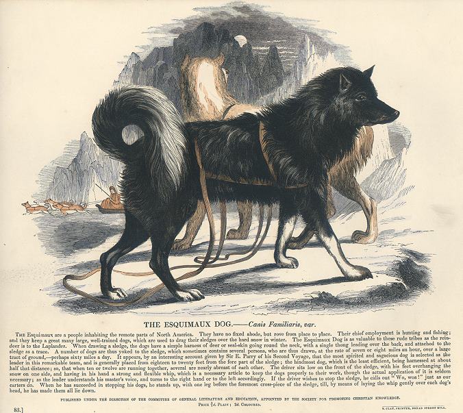 Eskimo Dog, 1850