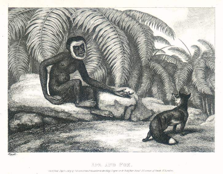 Ape and Fox, Howitt, 1810