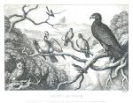 Council of Birds, Howitt, 1810