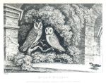 Owls & Sparrow, Howitt, 1810