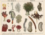 Corals & Sponges - Coelenterata, 1885