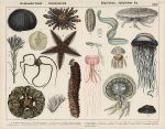 Echinodermata, Starfishes, Jellyfishes etc., 1885