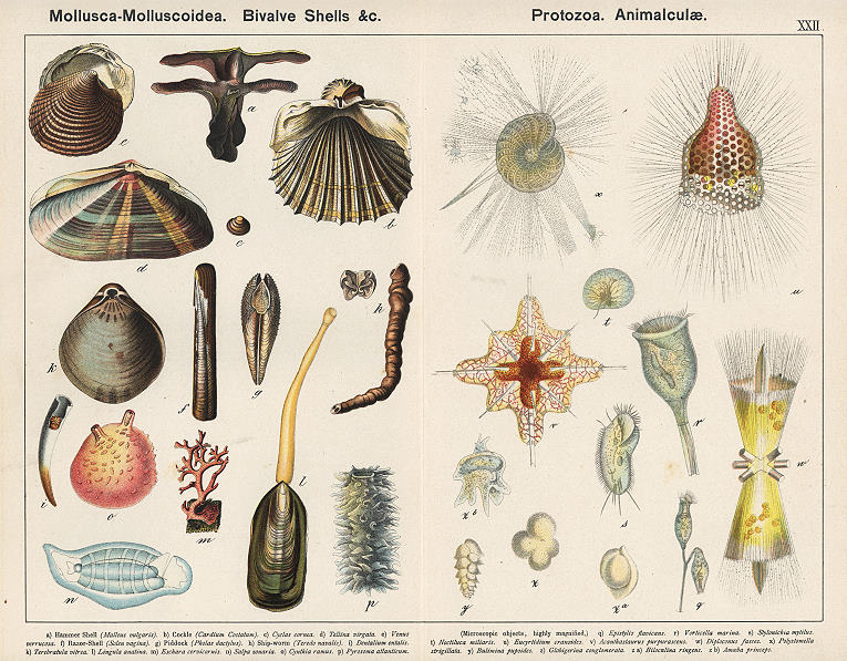 Molluscs, Shells, Protozoa, 1885