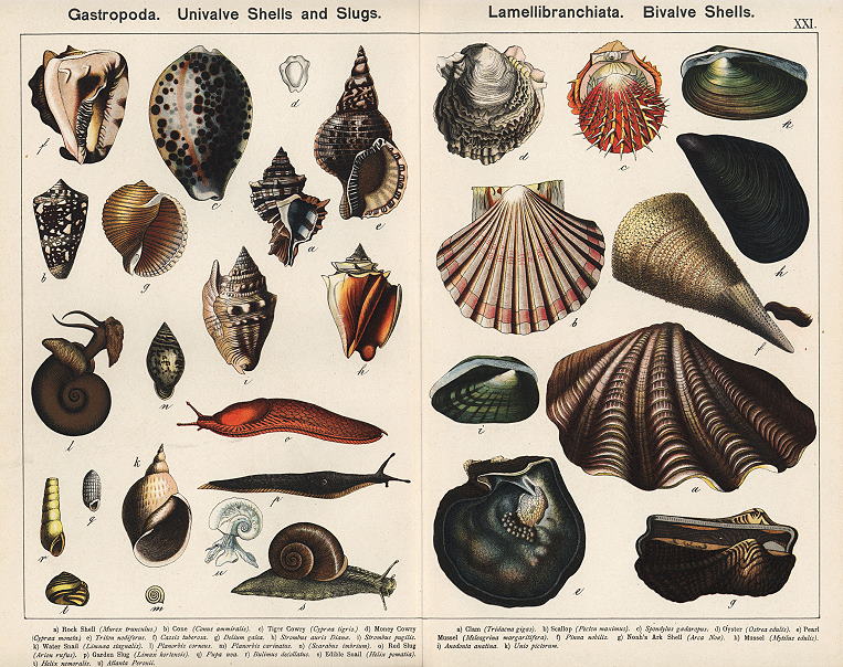 Gastropods, Shells, Slugs, Bivalve Shells, 1885