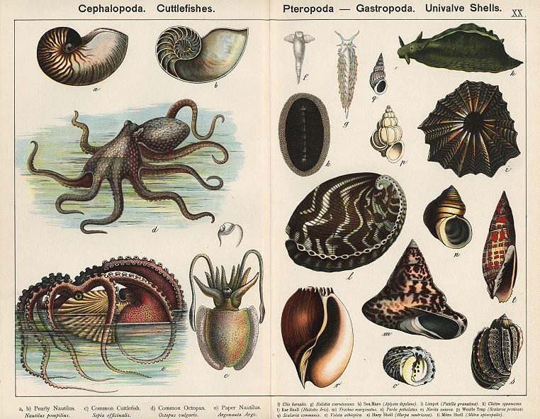 Cuttlefishes, Gastropods, Univalve Shells, 1885