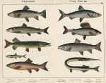 Fish - Trout, Grayling, Smelt, Pike, Garfish, 1885