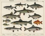 Fish - Bleak, Minnow, Salmon, Gudgeon, Barbel, Trout, 1885