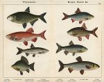 Fish - Bream, Carp, Rudd, Roach, Chub, Dace, 1885