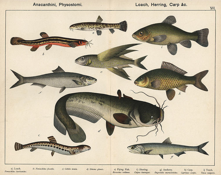 Fish - Loach, Flying Fish, Herring, Anchovy, Carp, Tench, 1885