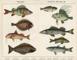 Fish - John Dory, Plaice, Halibut, Perch, Mullet, 1885