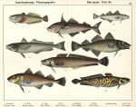Fish - Hake, Ling, Cod, Haddock, Dorse, Eel Pout, 1885