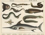 Fish - Sunfish, Pipe-fish, Sea Horse, Sea Dragon, Electric Eel, Wolf-fish, 1885
