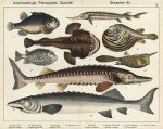 Fish - Lump-fish, Sturgeon, Sterlet, Horned Trunk-fish, 1885