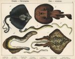Fish - Eagle Ray, Torpedo, Lamprey, Lampern, Mud Lamprey, 1885