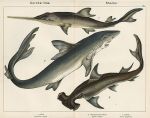 Fish - Shark, hammerhead Shark & Sawfish, 1885