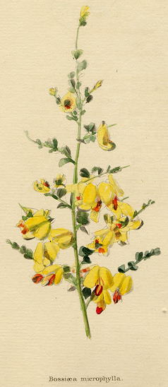 Bossiaea Microphylla, 1822