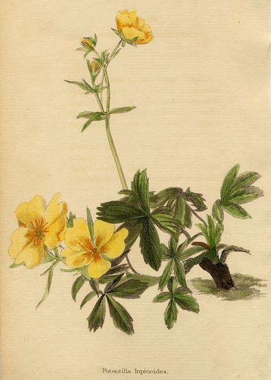 Potentilla lupinoides, 1822